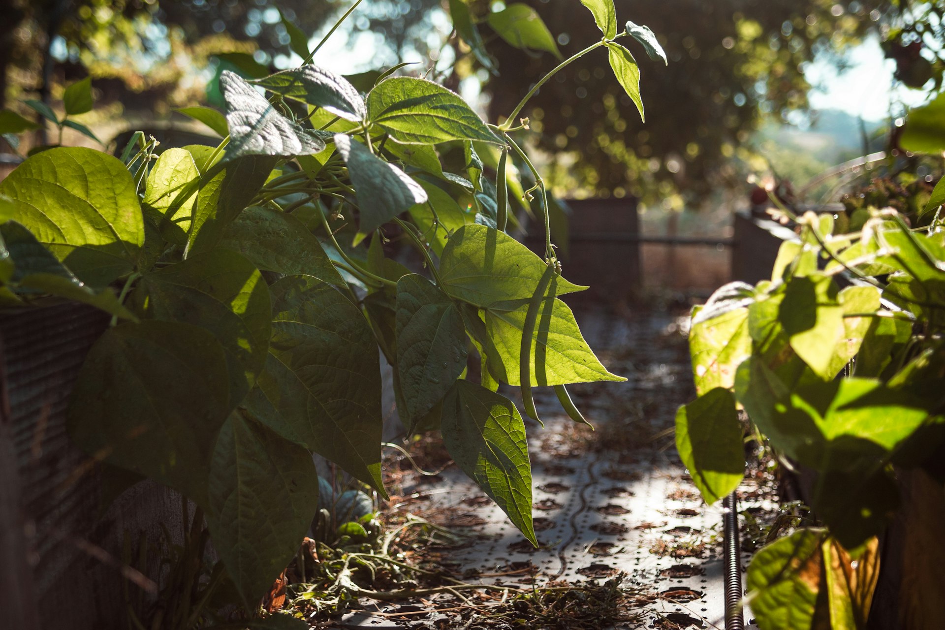 a bunch of plants that are in a garden